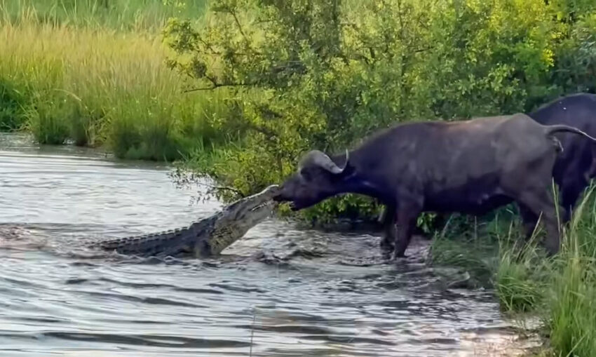 Buffalo drags Nile crocodile out of the water by its nose | Lowvelder