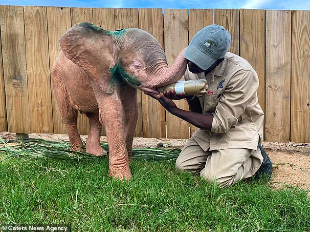 Herman feeding Khanyisa with the bottle. The young elephant is now on the mend in her new home and has been seen at the safe haven of Hoedspruit Elephant Rehabilitation and Development as she recovers