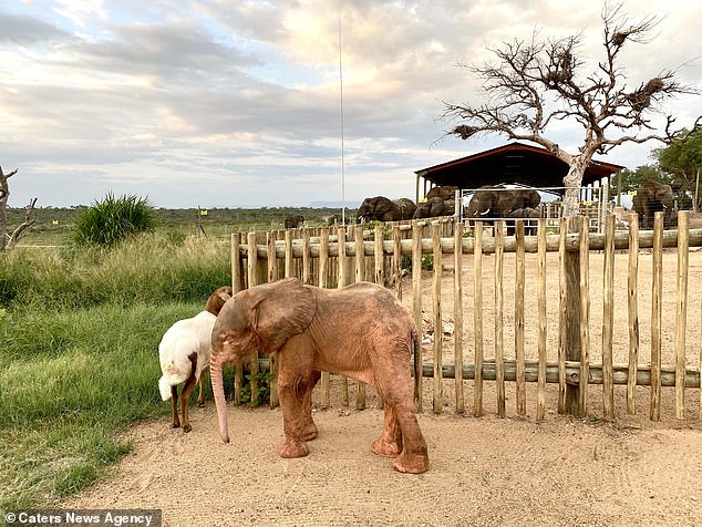 Khanyisa and Lammie and the stables at her new home in the background. Her wounds were so bad maggots had starting eating the open flesh around her cheek