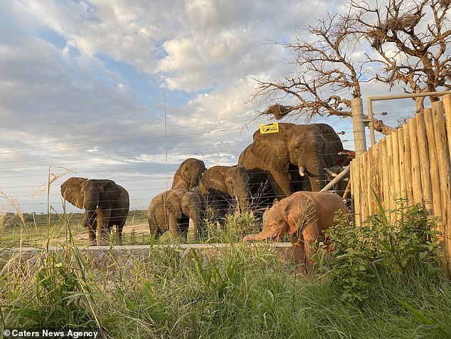 Khanyisa the elephant has unique pink skin rather than the usual grey. She is pictured (above) with her herd in the background after being rescued