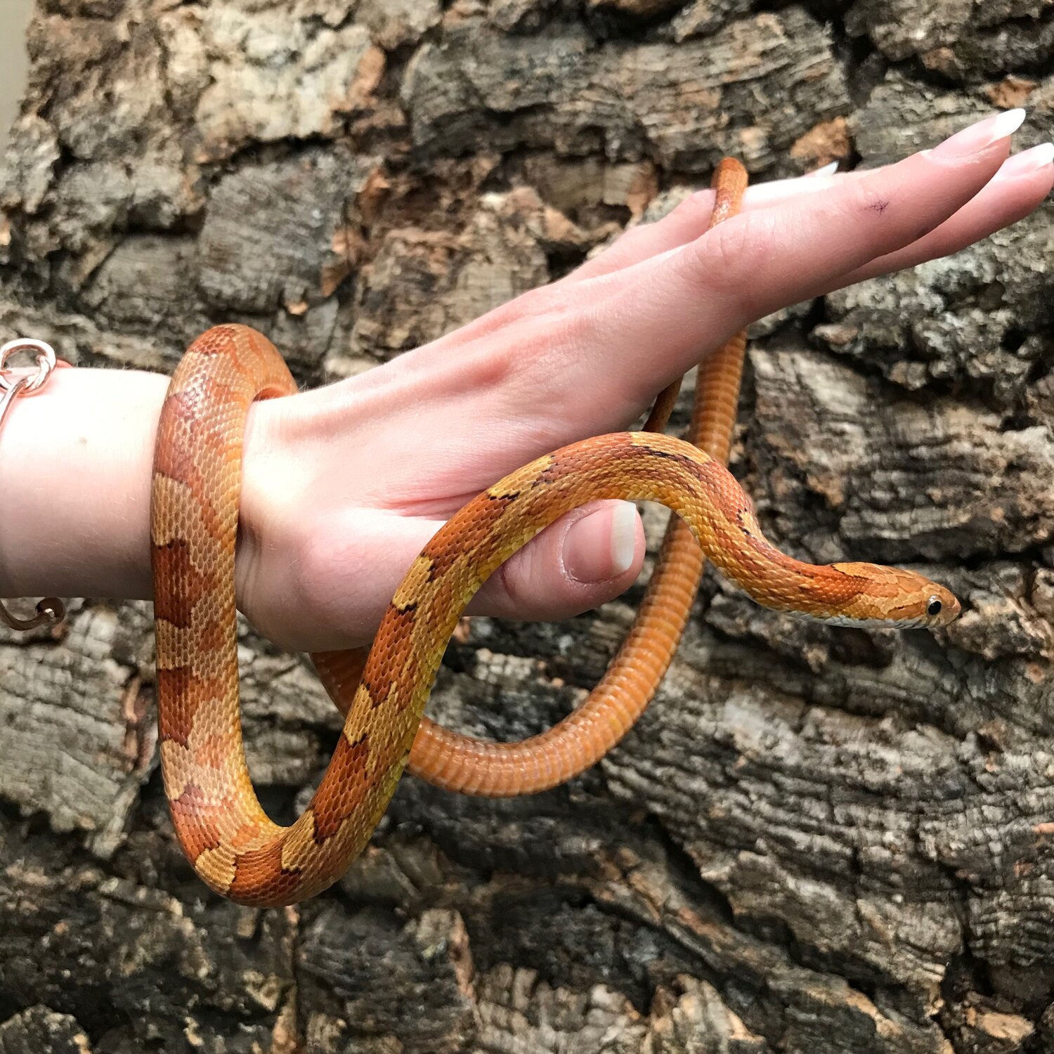 Corn Snake - Hypo — Reptile Shop UK