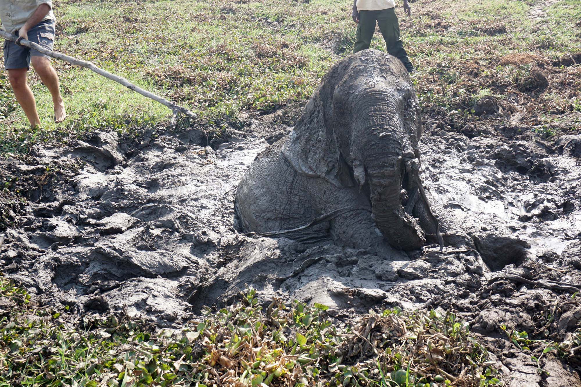 The moment a baby elephant stuck in the mud is freed