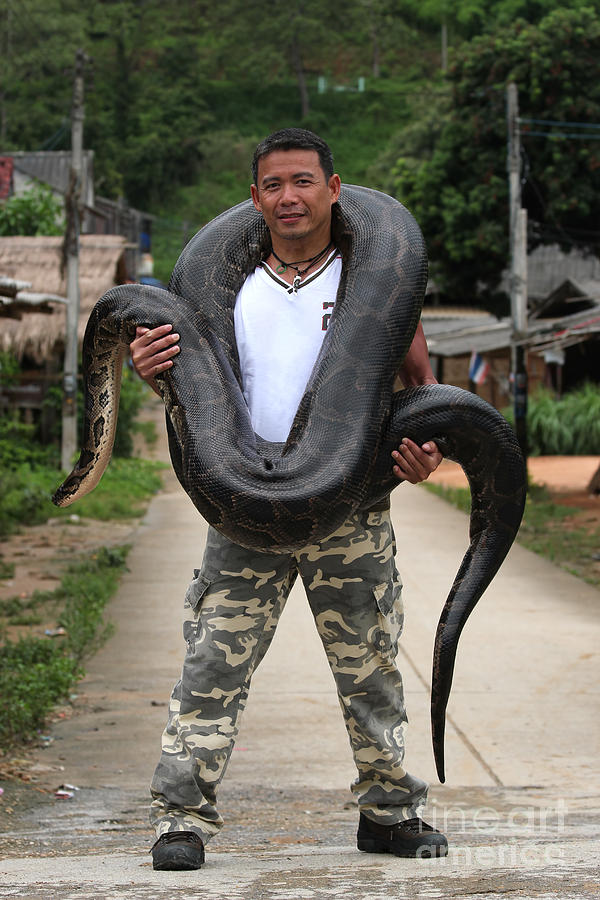 Big snake 80Kg Digital Art by Somchai Kaewkhampaeng - Pixels