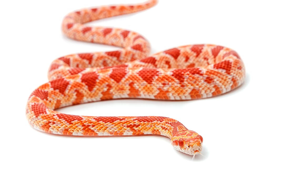 Corn Snake Care Sheet: Food, Habitat & Health | Petco