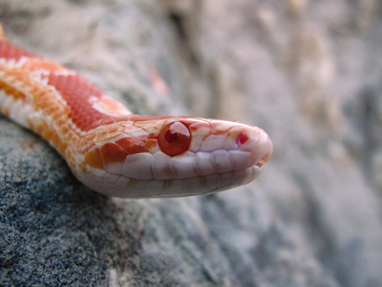 Corn Snakes - Elaphe Guttata | Turtle Times