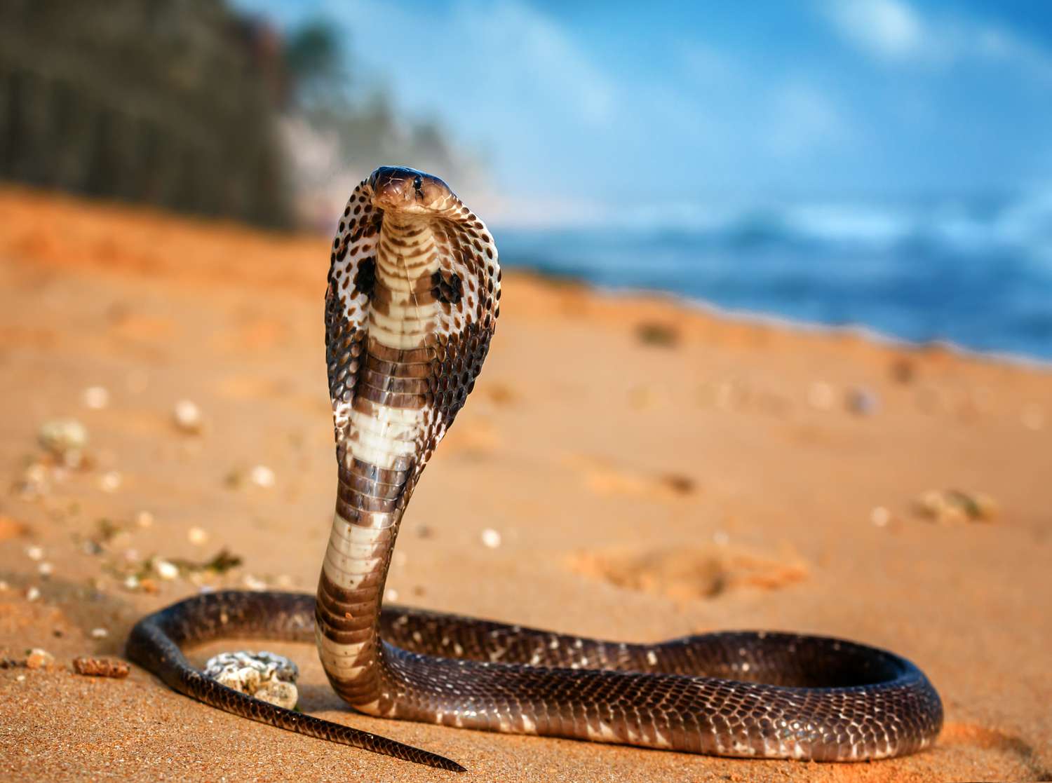 King Cobra Snake Facts