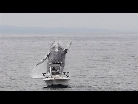 Whale Breach Close To Boat