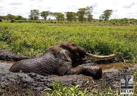 Big Life Foundation - Unearthing Tim: The Battle to Rescue an Amboseli Icon  Mondays don't start much worse than this: a report received of a big bull  elephant stuck in the mud