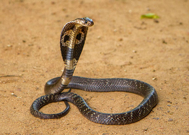 King Cobra Stock Photo - Download Image Now - Cobra, King Cobra, Snake -  iStock