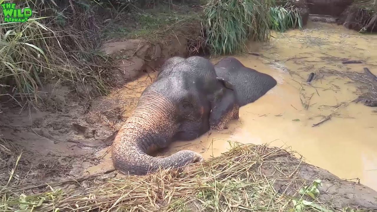 An entire village gets together to save a big drowning elephant. Humans are  awesome - YouTube