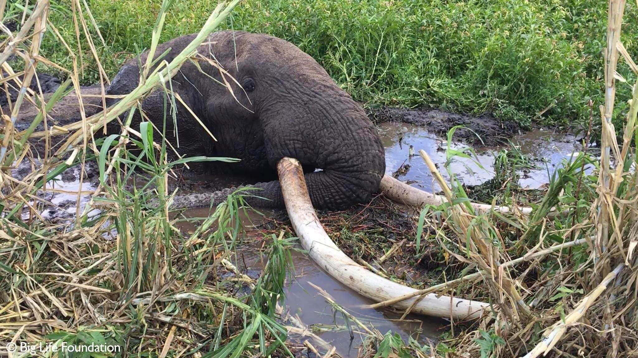 Elephant stuck in swampy mud