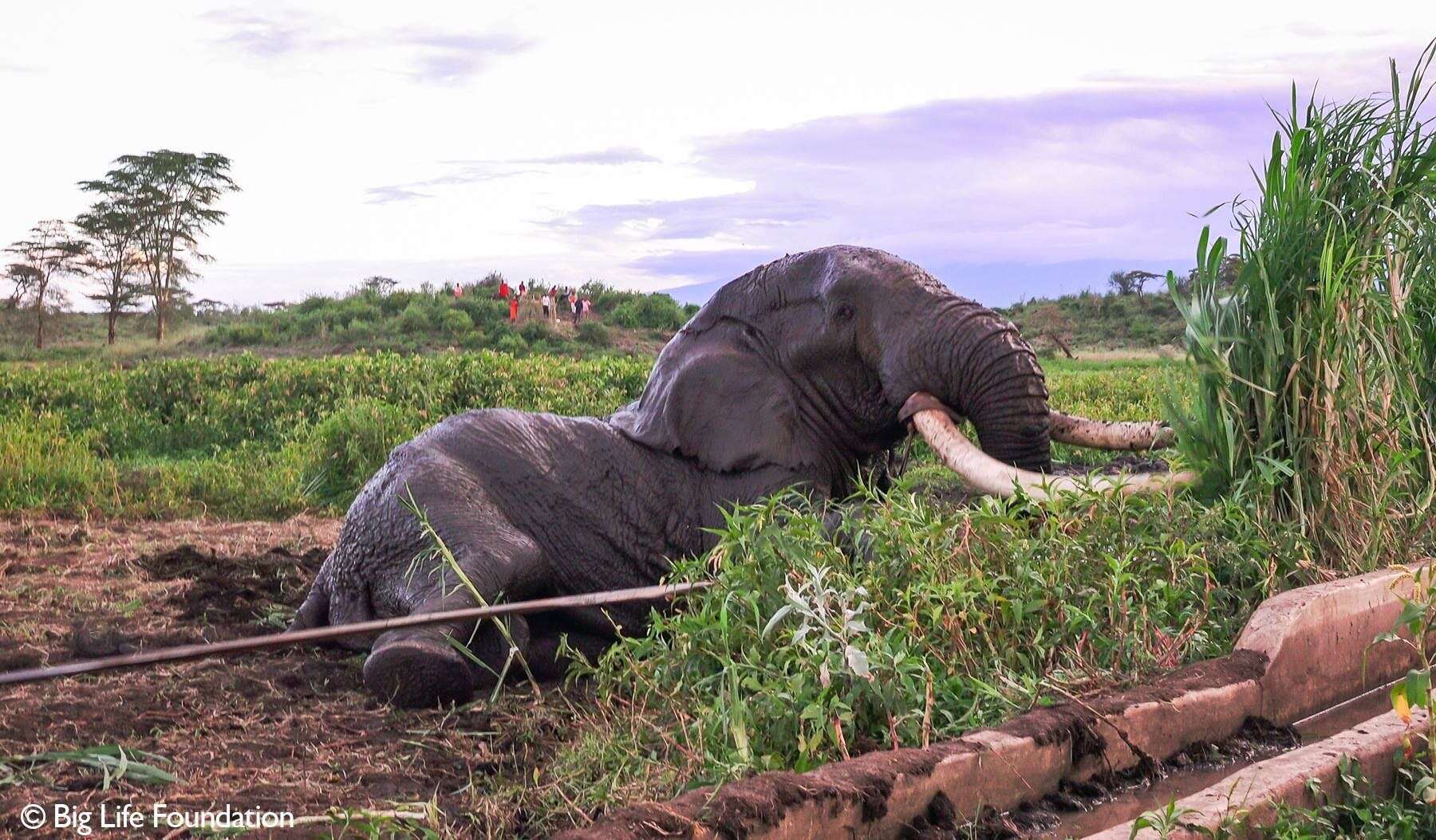 Elephant being pulled out of muddy hole