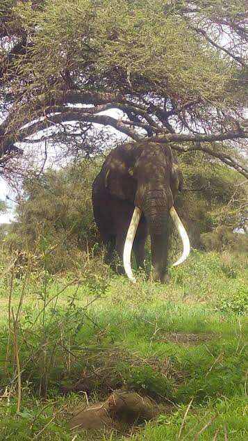 Wild elephant after being rescued