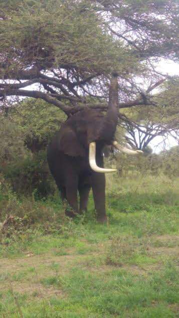 Elephant after rescue operation