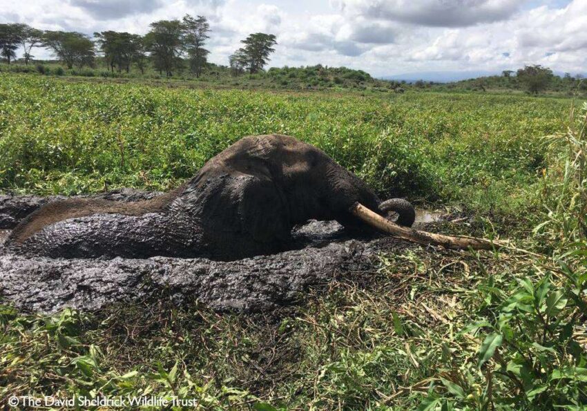 Elephant stuck in swamp