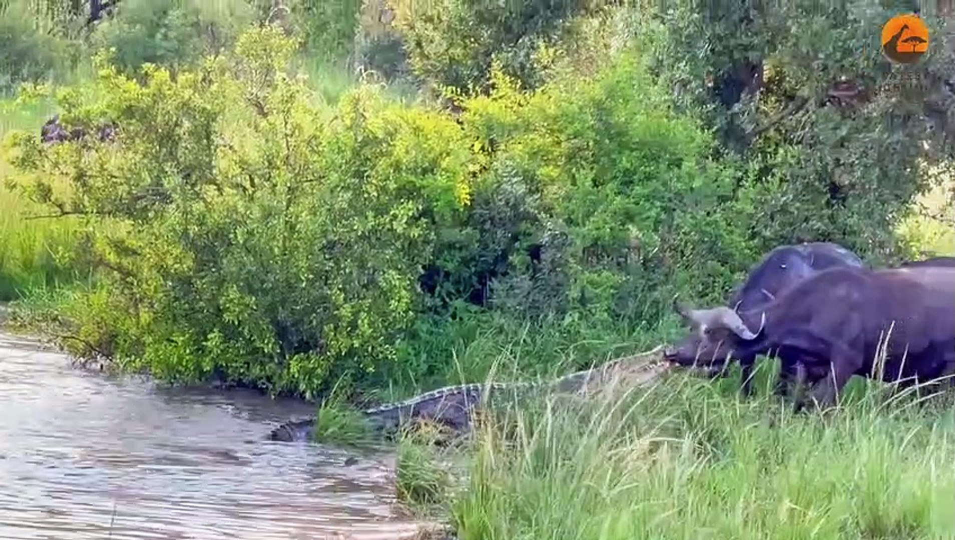 Buffalo Drags Huge Croc Out of the Water by Its Nose - video Dailymotion